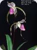 Paph. stonei